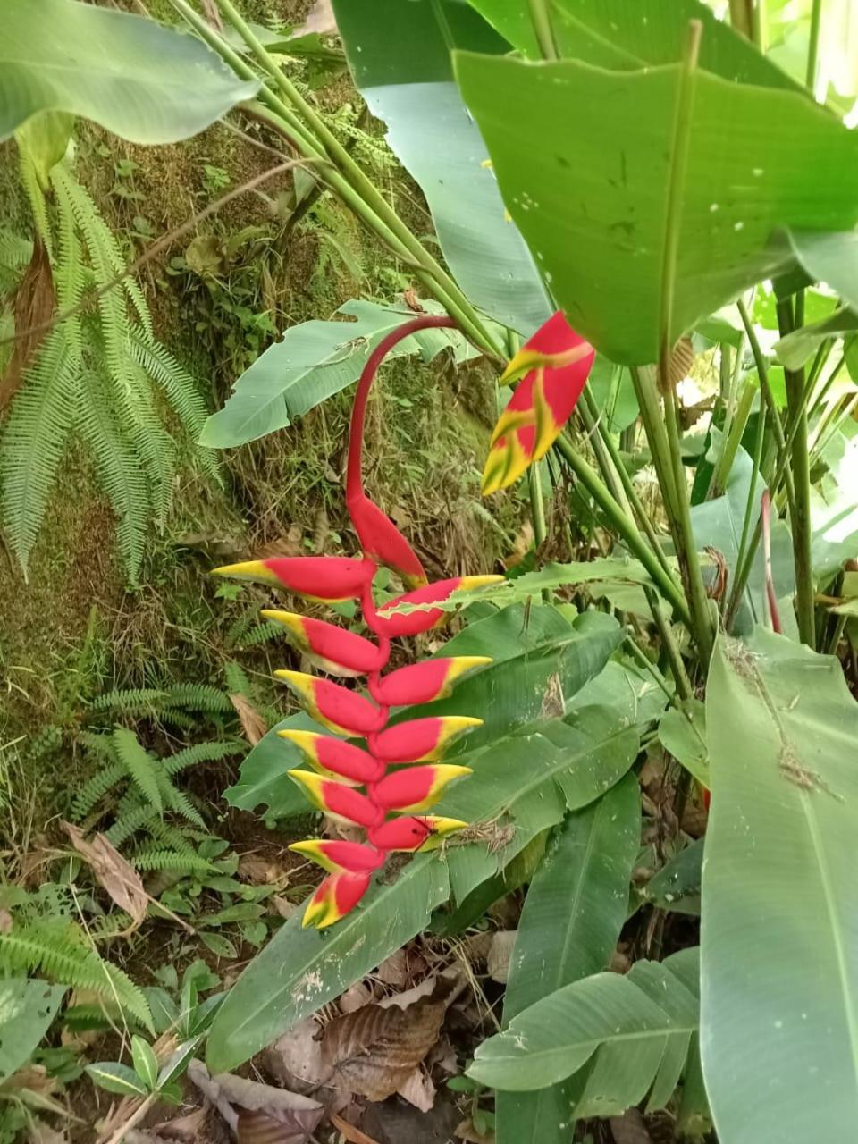 Hotel Green Mountain Turrialba Exterior foto